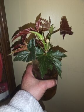 Angel Wing Begonia Stem Cutting
